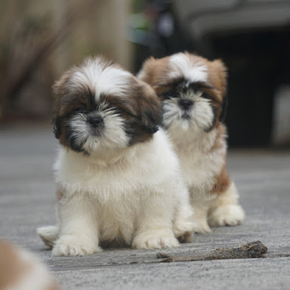 Stephen Pet's Service